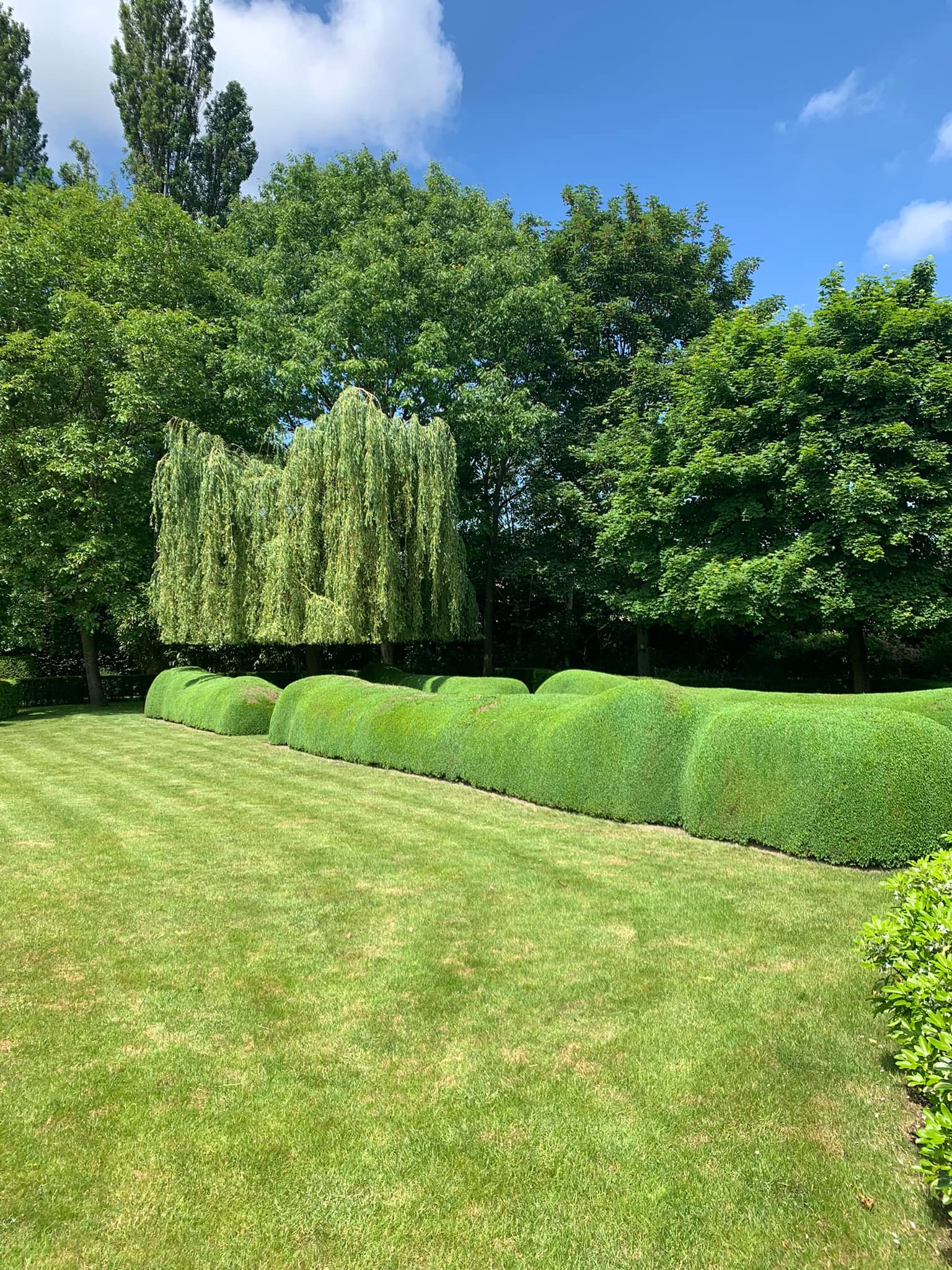 Hagen snoeien, buxus snoeien, gazon aanleggen