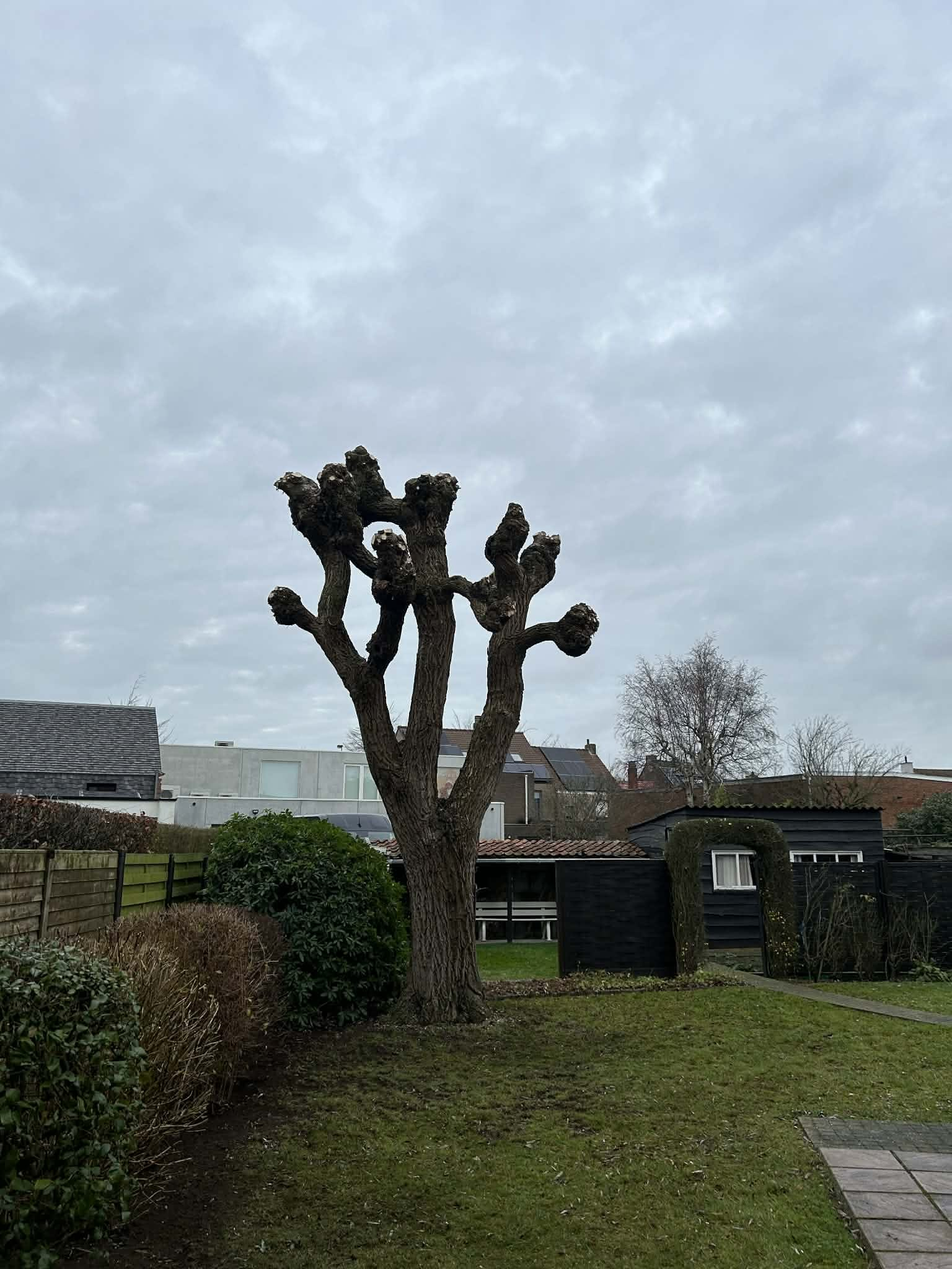 Boom snoeien, boom knotten